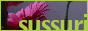 sussuri button