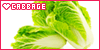 Cabbage