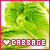 Cabbage