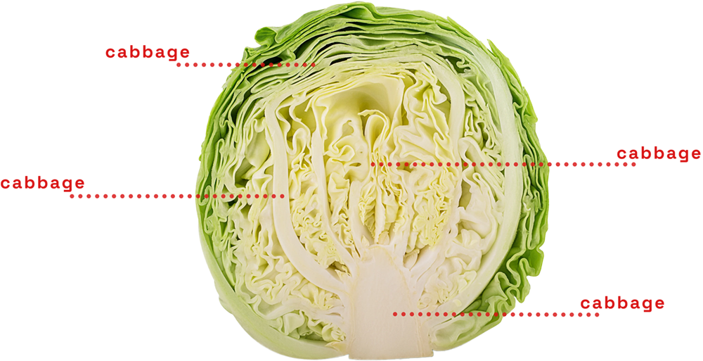 Cabbage