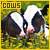 Cows